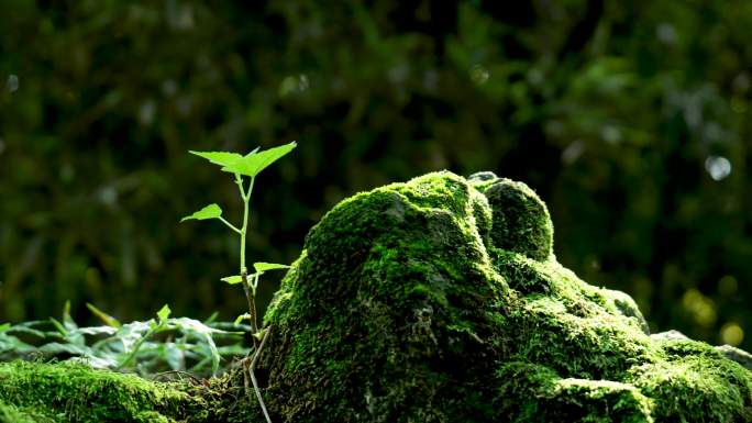 青苔苔藓生长的小草