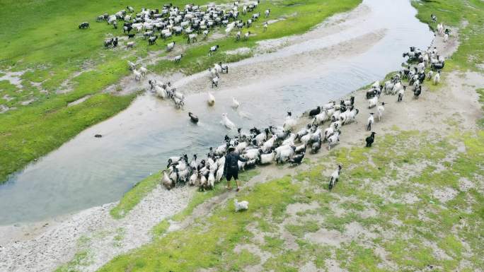 养殖户 放养 生态草场 湿地草原河边赶羊
