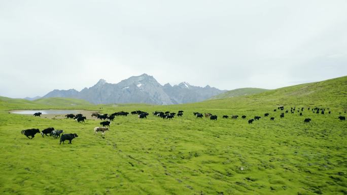 羌塘大草原 高原风光 生态 环保 牛肉牛