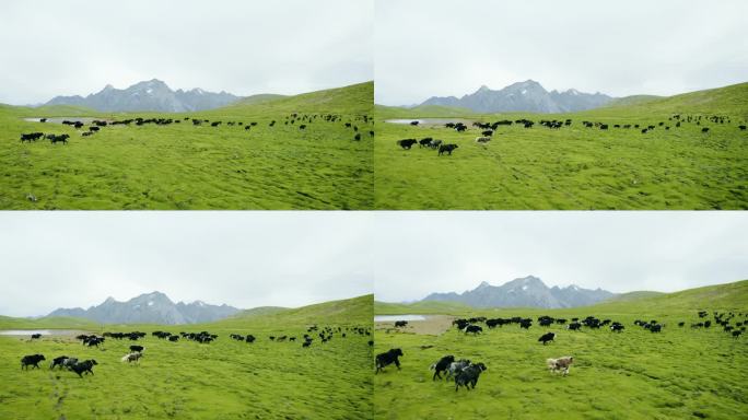羌塘大草原 高原风光 生态 环保 牛肉牛