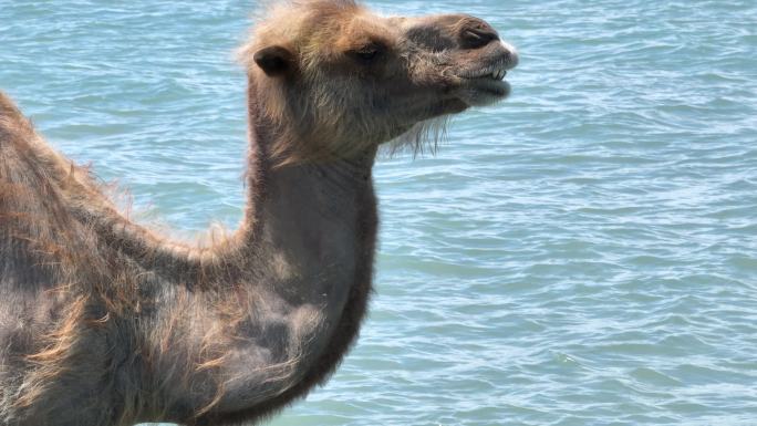 乌伦古湖边骆驼