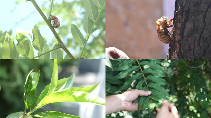 蝉蜕 陵川 中草药 采摘 纯天然