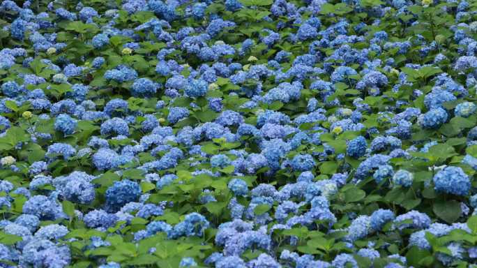 杭州临平公园无尽夏绣球花花海