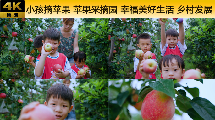 小孩摘苹果 苹果采摘园 幸福美好生活