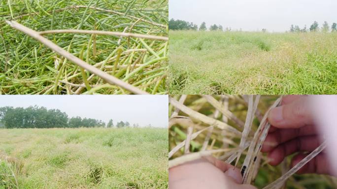 油菜籽 菜油 油菜地