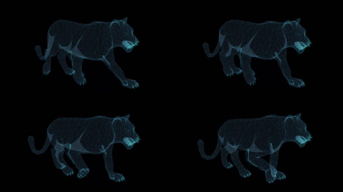 母狮子 走路循环动画非洲狮子野生动物雄性