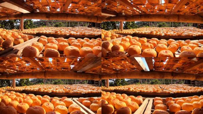 秋天阳光柿子削皮后在木架上晾晒成柿饼