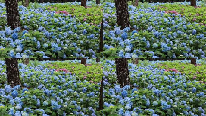 杭州临平公园无尽夏绣球花花海