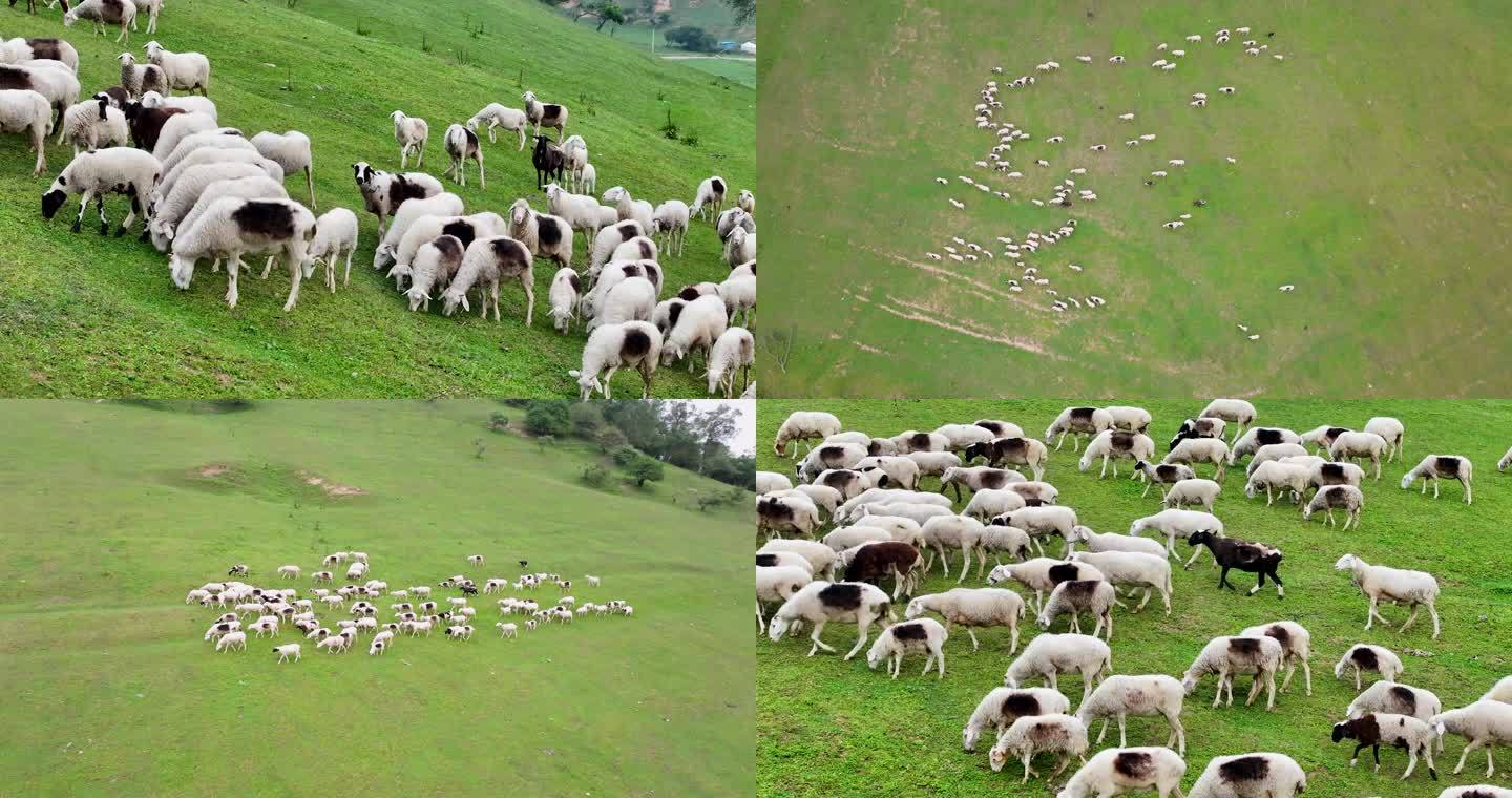 牧场 羊群 羊 羊肉 散养羊