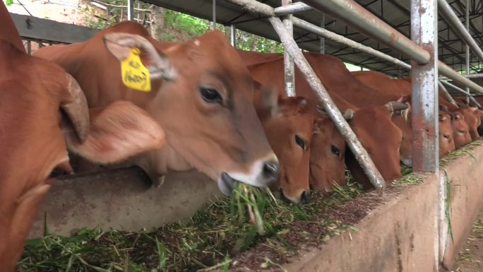 放牧 牛舍 黄牛 牛群 肉牛 吃料