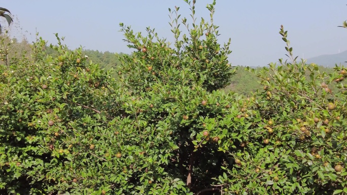 油茶 油茶树 采茶籽