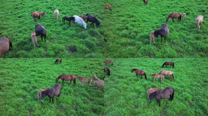 草原上的马群