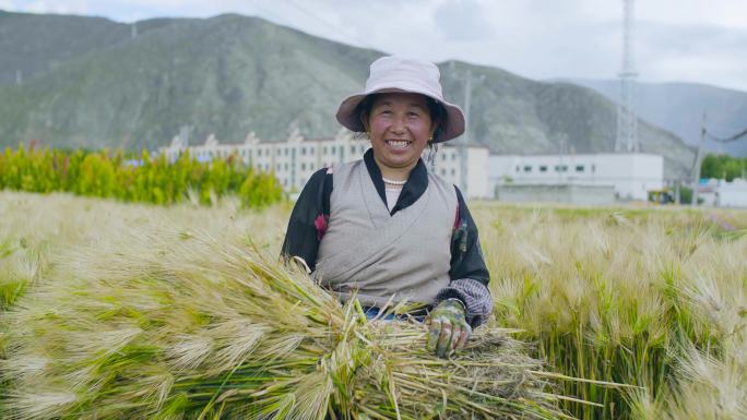 传统麦收 传统割麦子 地主种地收青稞粗粮