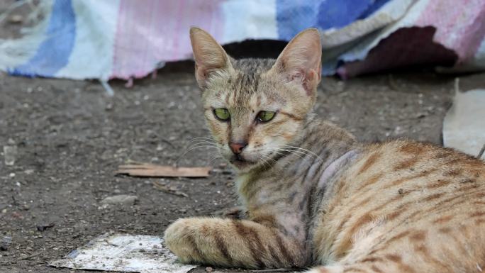 流浪猫休息中