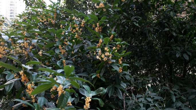 桂花 八月桂花 飘香 八月 金桂 银桂