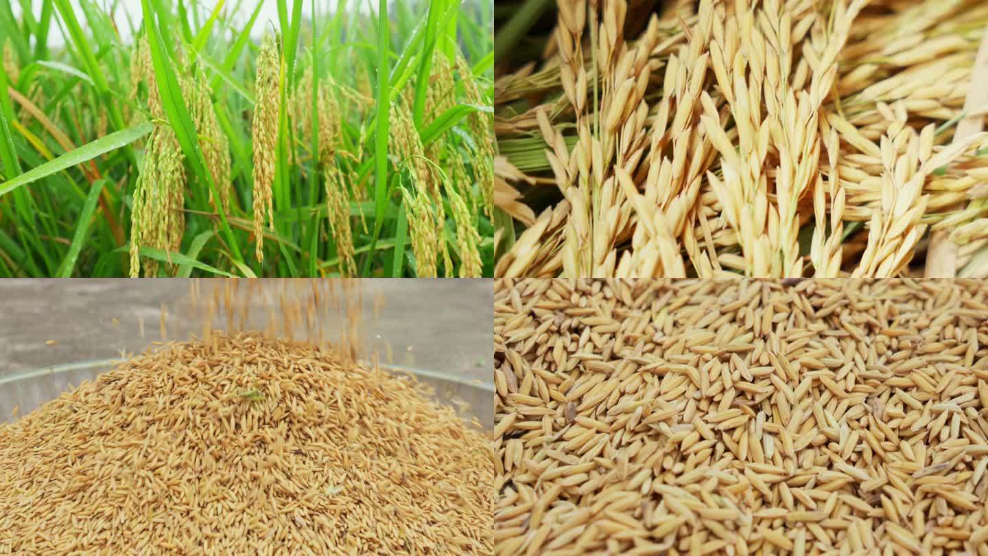 金灿灿的水稻稻谷稻穗粮食丰收