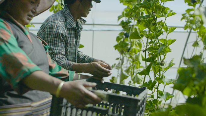 丰收收获 绿色 玻璃温室南瓜种植农业技术