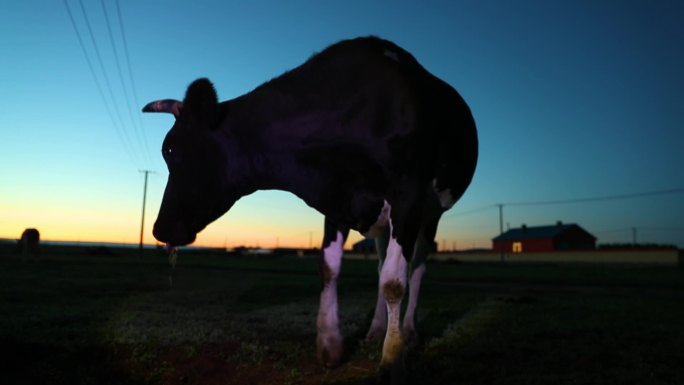 日出日落时,牧场里的奶牛呕吐反刍
