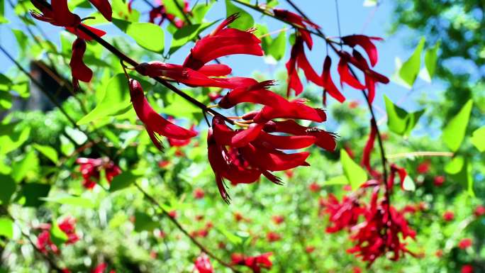 （4K商用合辑）龙牙花牙花象牙红龙芽花