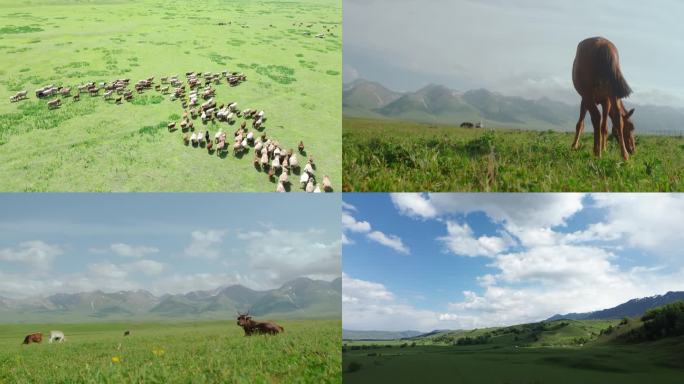 新疆那拉提大草原马牛羊群美景航拍旅游