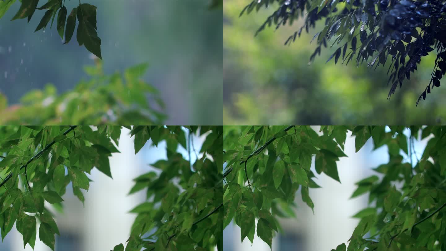 处暑 春雨 秋雨 梅雨 雨 下雨 树叶