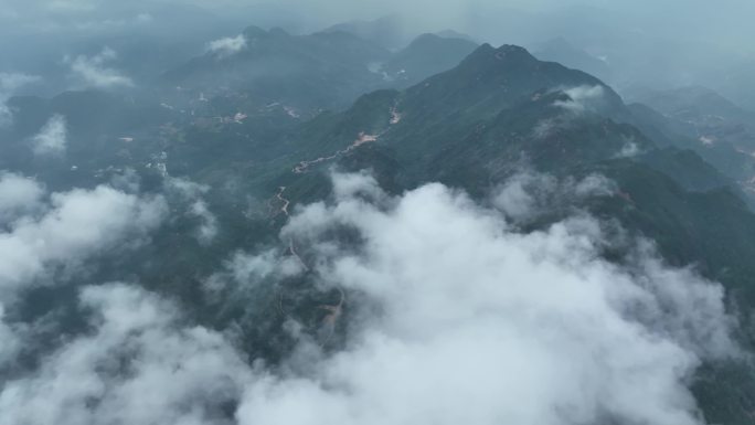 潮州天池单丛