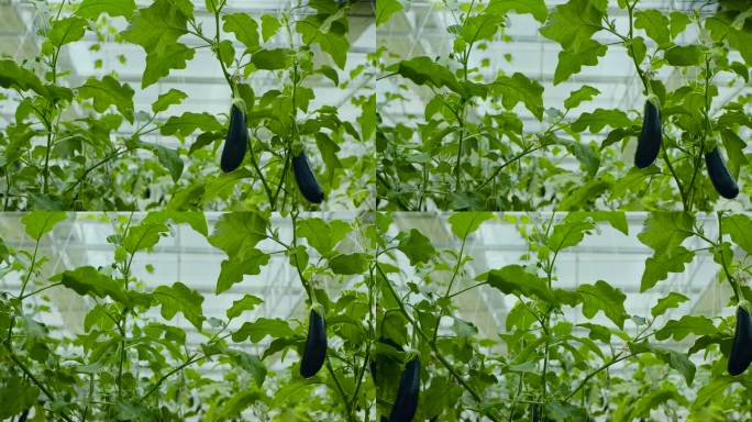 大棚种植 大棚 蔬菜 蔬菜种植 茄子种植