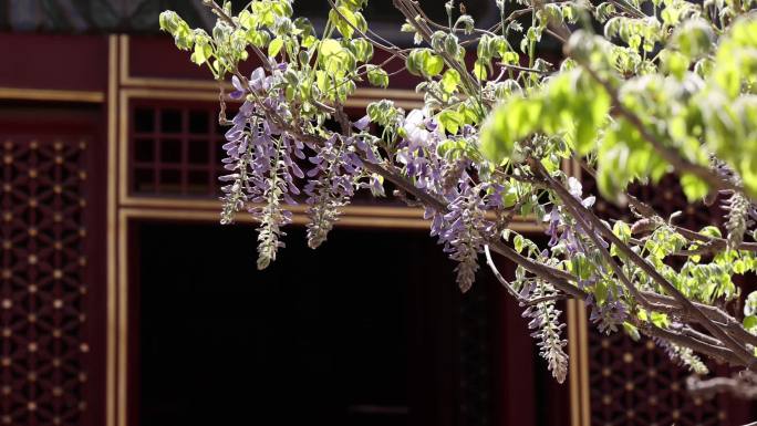 高清实拍春天故宫御花园的紫藤花