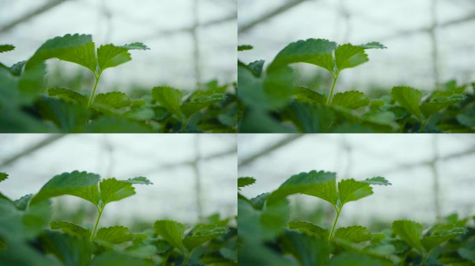 草莓节 草莓 草莓采摘 采草莓 脱贫攻坚