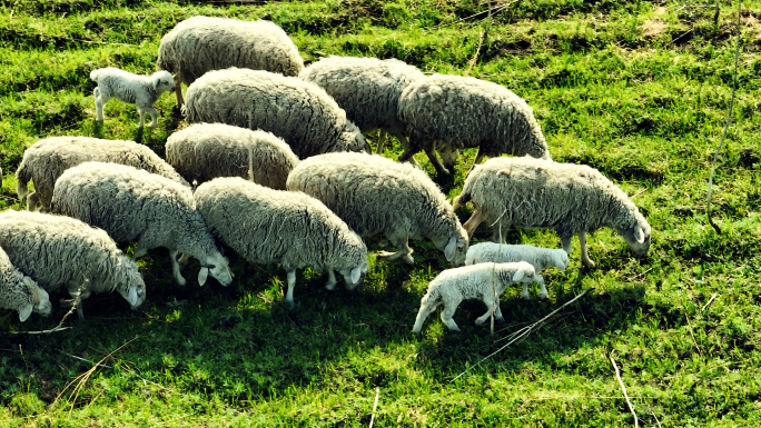 草原羊群吃草