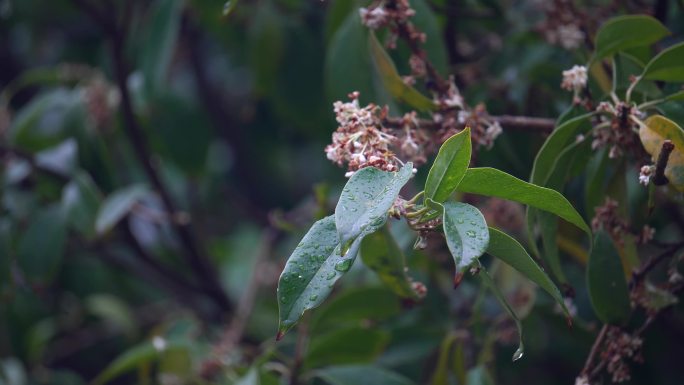 雨后桂花落满地