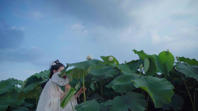 荷花延时荷花荷塘美景西湖航拍荷塘夏日荷花