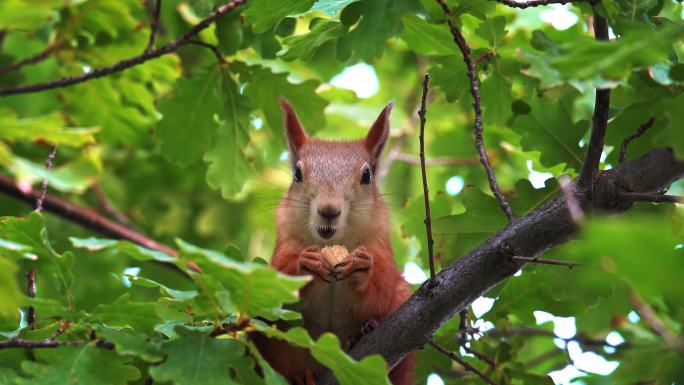 树上吃橡子的松鼠