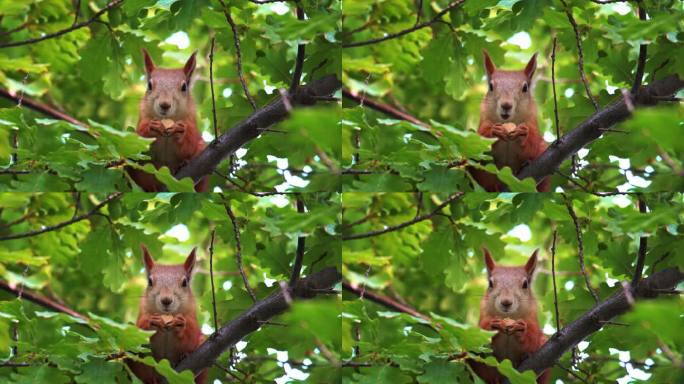 树上吃橡子的松鼠