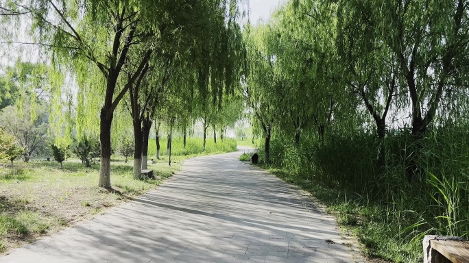 草丛中穿行绿叶植物安静宁静空间自然田地