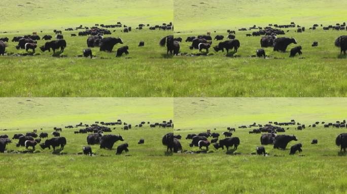 若尔盖草原牦牛放牧吃草牛群山坡蓝天白云