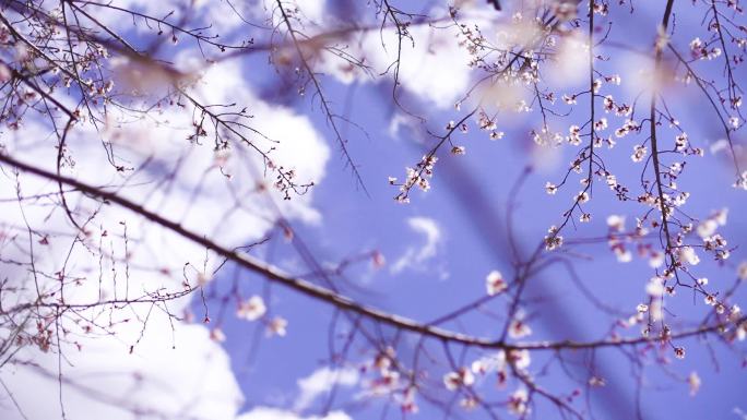 三生三世 桃花瓣 三生三世十里桃花