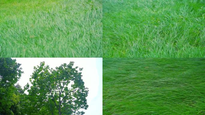 草地树叶植物环境保护