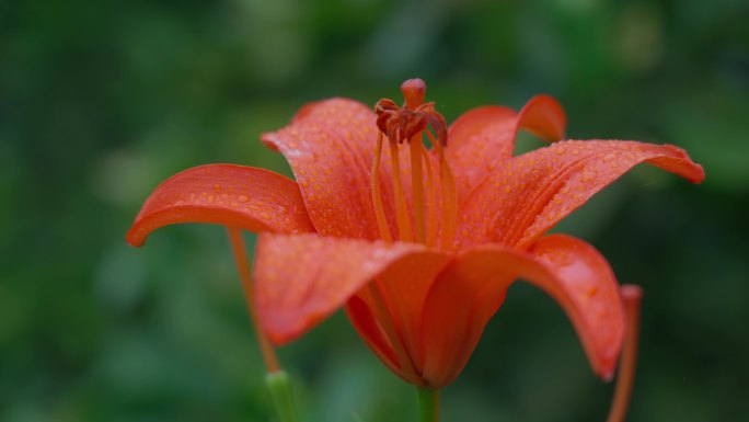 乡村花草树木