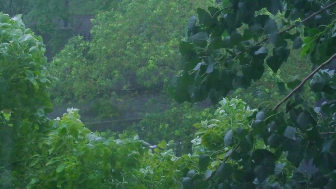 城市下暴雨下雨天雨水雨滴唯美植物树叶子树