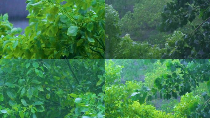 城市下暴雨下雨天雨水雨滴唯美植物树叶子树