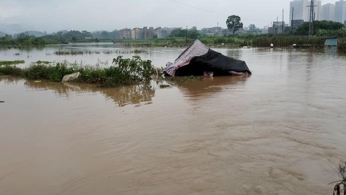 台风暴雨水淹农田稻田洪水淹没绿树河水暴涨