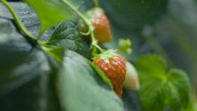 草莓养殖 采摘园 农村致富 草莓种植