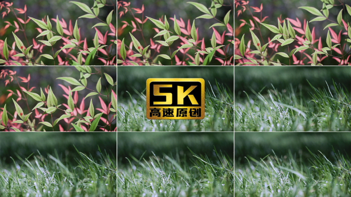 5K-风中摇曳的植物，风中吹拂的草地
