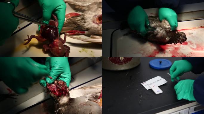 操作台 病鸽解剖 气管取样 鸽禽流感检测