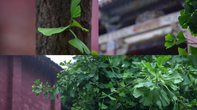 银杏树 古建筑与银杏树 雨中银杏树