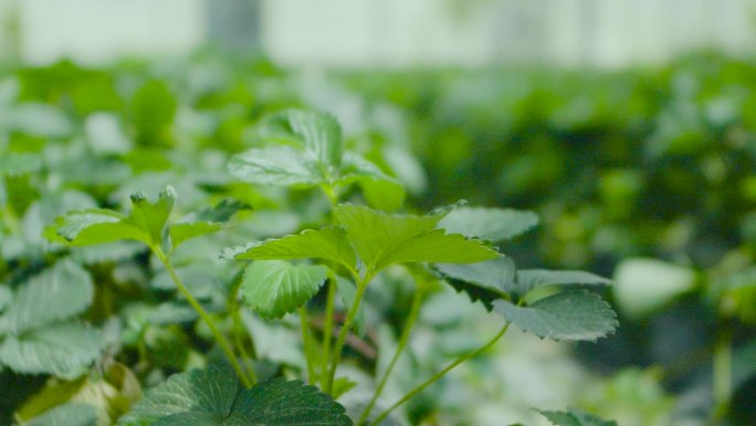 唯美 晃动 生态勃勃 夏天 草莓节 草莓