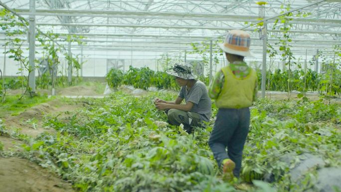 西瓜 温室大棚 蔬菜大棚 农业