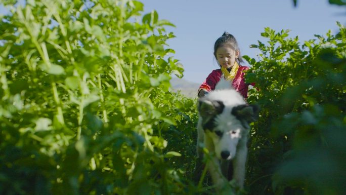 和狗狗玩耍 白色牧羊犬 奔跑 小孩宠物狗