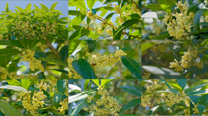 初秋白露桂花含苞待放桂花特写